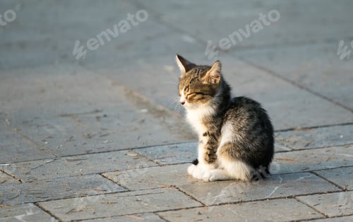 Preview: Homeless Cat On The Street