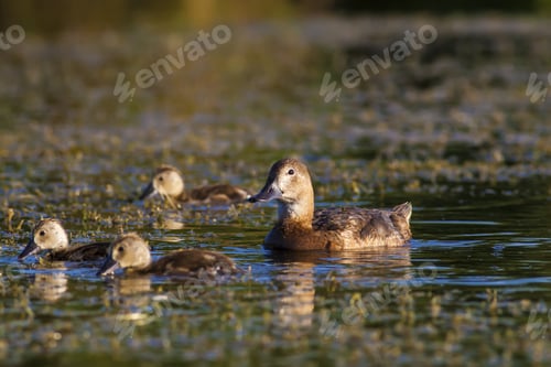 Preview: Duck Family. Natural Green Lake Water Background. Birds: Common Pochard. Aythya Ferina.