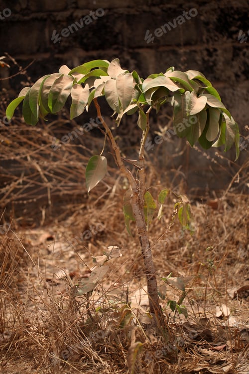 Preview: Nature Vertical Photo- Green Dusty Sentang Tree Growing Outside On A Sunny Day In Gambia, Africa By