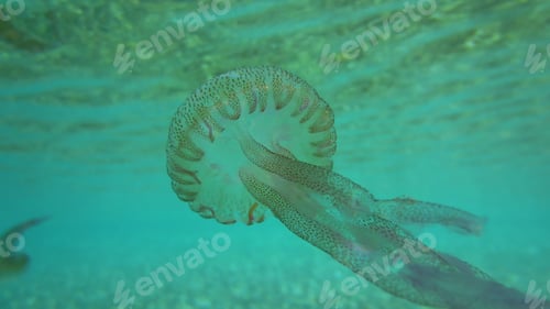 Preview: Underwater Photo Of Small Tropical Transparent Jellyfish