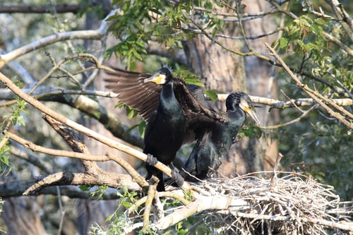 Preview: Great Cormorant (Phalacrocorax Carbo) Colony, Baden-Wurttemberg,Germany