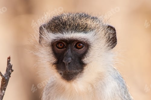 Preview: Vervet Monkey (Chlorocebus Pygerythrus) In Kruger National Park, South Africa