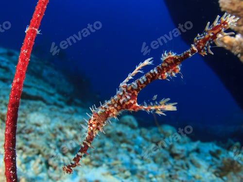 Preview: Ornate Ghost Pipefish