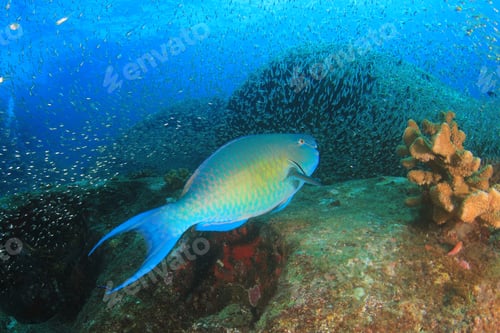 Preview: Parrotfish
