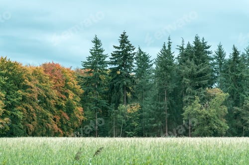 Preview: Agricultural Field On The Edge Of An Autumn Forest With Different Tree Species.
