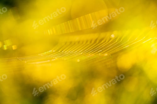 Preview: Abstract Composition With Spider Web Details And Natural Colors