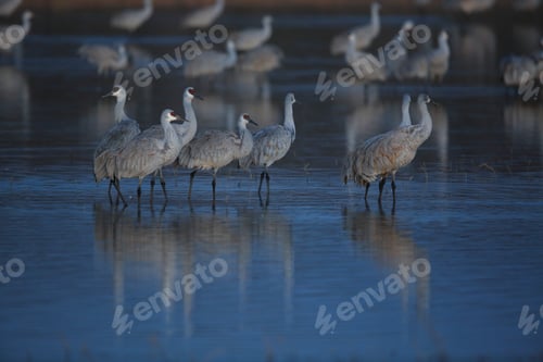 Preview: Sandhill Crane Bosque Del Apache Wildlife Reserve New Mexico Usa
