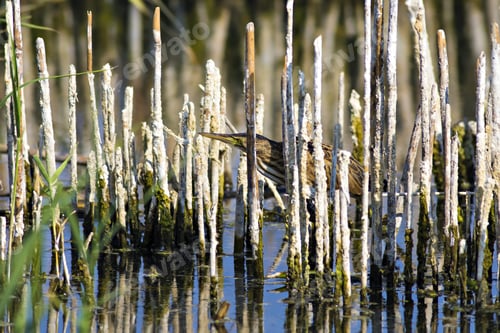Preview: Squacco Heron, Ardeola Ralloides. Yellow Common Water Bird. Yellow Blue Nature Habitat Background.