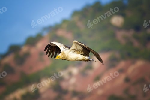 Preview: Flying Vulture. Nature Background Egyptian Vulture. Neophron Percnopterus.