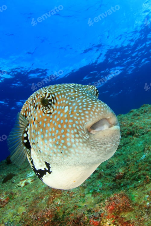 Preview: Whitespotted Puffer Fish