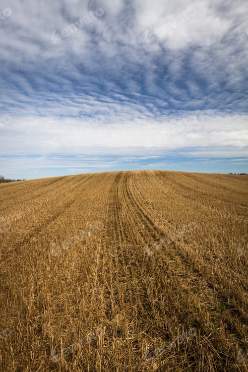 Preview: Processed Cereal Fields In Spring