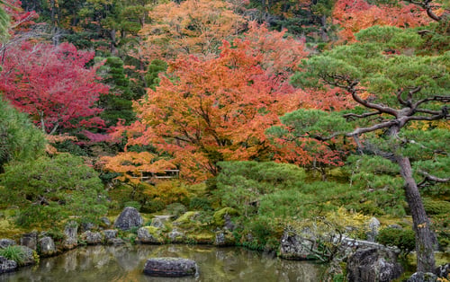 Preview: Foliage Landscape In Kyoto, Japan.