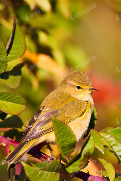 Preview: Cute Bird And Spring Nature. Green Nature Background. Common Chiffchaff / Phylloscopus Collybita