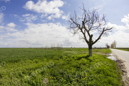 Preview: Rural Landscape With White And Grey Clouds