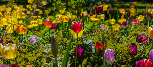 Preview: Spring Blooming Tulip Flowrs Blossom Scene. Tulips In Spring Blooming Garden. Tulip Festival In