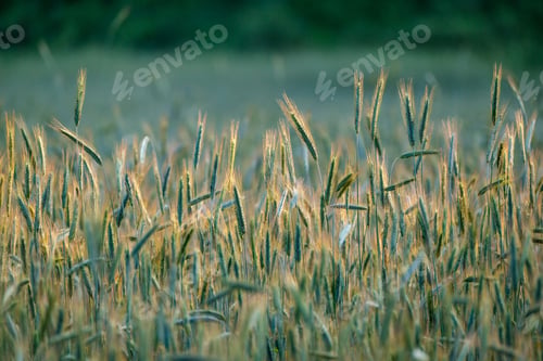 Preview: Summer Meadow Grass And Weed Texture. Abstract Green Foliage Blur Background With Shallow Depth Of