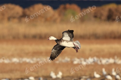 Preview: Snow Geese Bosque Del Apache, New Mexico Usa