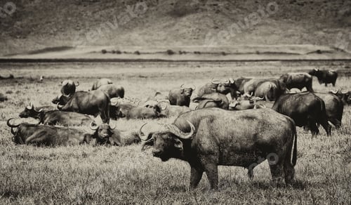 Preview: Vintage Style Black And White Image Of An African Buffalo Herd In The Ngorongoro Crater, Tanzania