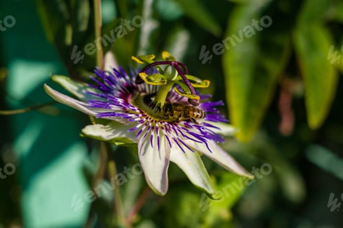 Preview: Passion Flower Passiflora Caerulea Passionflower Against Green Garden Background
