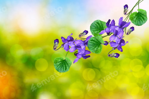Preview: The First Delicate Spring Flower Violet