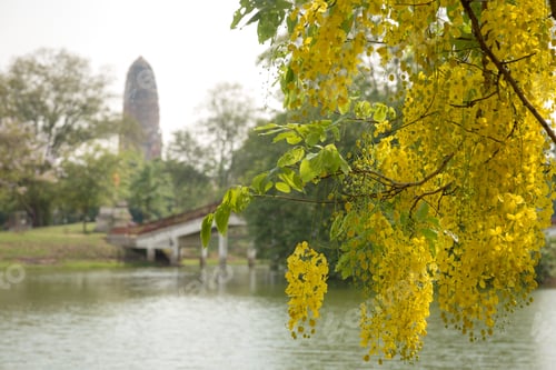 Preview: Old Beautiful Thai Temple Wat Mahathat, Ayutthaya Historical Park, Ayutthaya, Thailand