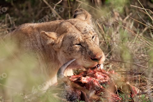 Preview: African Lioness In The Maasai Mara National Park, Kenya