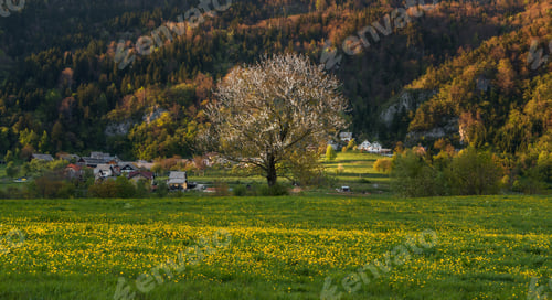 Preview: Tree In The Meadows In The Countryside At Sunset