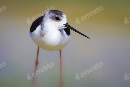 Preview: Black Winged Stilt. Himantopus Himantopus. Colorful Nature Background.