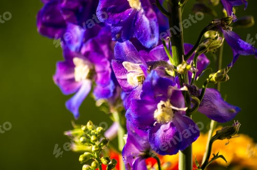 Preview: A Bouquet Of Bright Spring Flowers Of Various Types