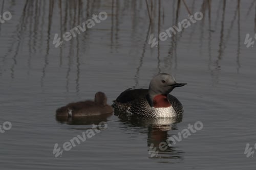 Preview: Red-Throated Loon (North America) Or Red-Throated Diver (Britain And Ireland) Iceland