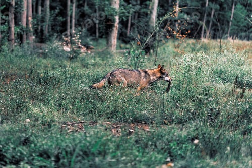 Preview: Eurasian Wolf Walking With Prey Between Shrubs In Forest.