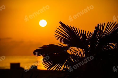 Preview: Silhouette Of Sabal Palmetto Leaves Against Sunset Sky