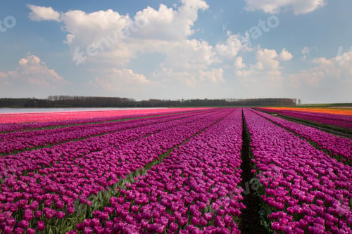 Preview: Colorful Rows Of Tulip Bulb Fields In The Polder Of Flevoland With A Sunny Blue Sky And White Clouds