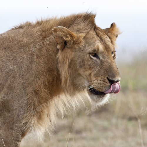 Preview: Male African Lion In The Maasai Mara, Kenya