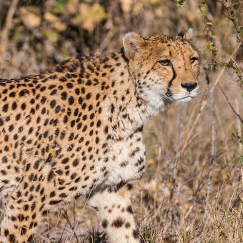 Preview: Cheetah (Acinonyx Jubatus Soemmeringii) In The Okavango-Delta In Botswana