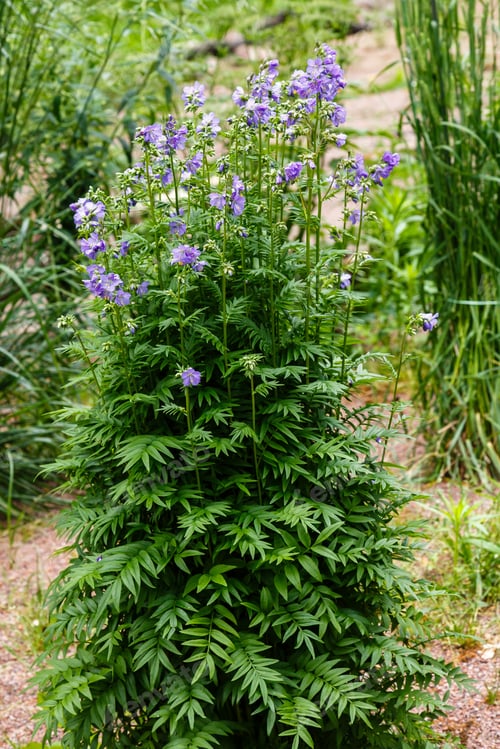Preview: Polemonium Caeruleum, Known As Jacob'S-Ladder Or Greek Valerian, Is A Hardy Perennial Flowering