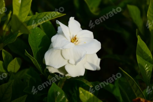 Preview: Gardenia Jasminoides (Cape Jasmine) Foliage And Flower