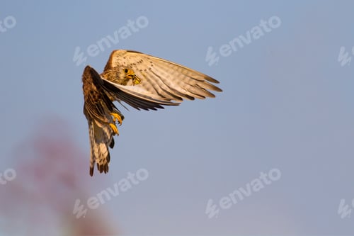 Preview: Flying Falcon. Blue Sky Background.