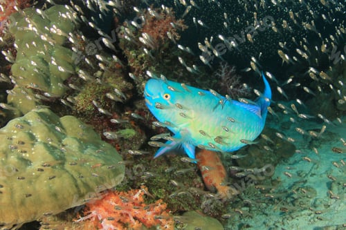 Preview: Steephead Parrotfish Reef Fish
