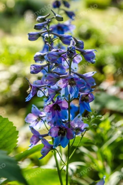 Preview: Beautiful Delphiniums Blooming In The Garden.