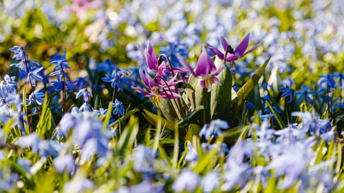 Preview: Siberian Fawn Lily (Erythronium Sibiricum) In Garden. Erythronium Dens-Canis Or The