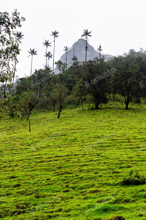 Preview: Landscape Of Wax Palm Trees (Ceroxylon Quindiuense) In Cocora Valley Or Valle De Cocora In Colombia