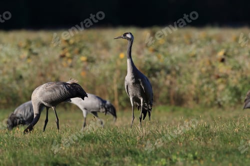 Preview: Common Cranes In The Field Mecklenburg Germany
