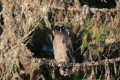 Preview: Great Grey Owl Or Great Gray Owl (Strix Nebulosa) Cub,Sweden