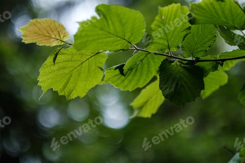 Preview: Young Fresh Linden Tree Leaves In Forest Summer After The Rain With Blur Background