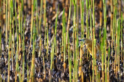 Preview: Burned Reeds And Bird. Natural Background.
