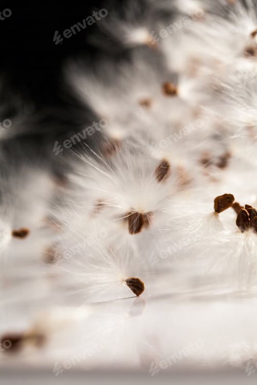 Preview: Abstract Composition With Dried Plants Seeds. Looks Like Dandelion Seeds