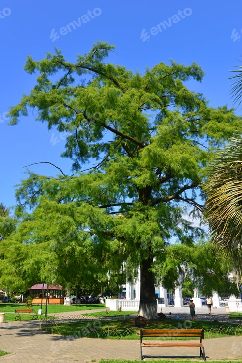 Preview: Exotic Trees In Batumi Youth Park