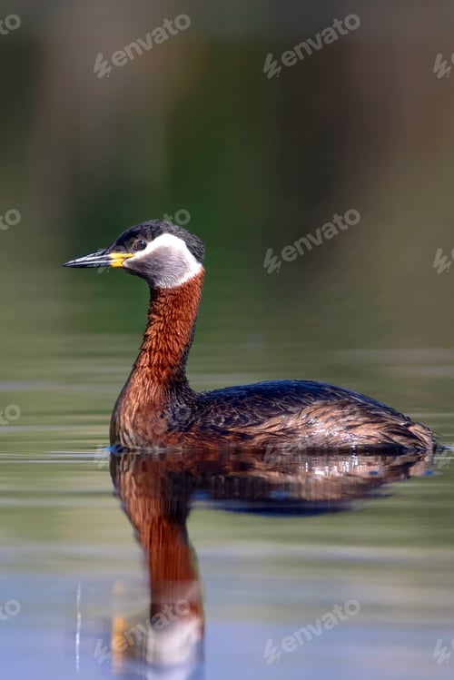 Preview: Swimming Bird. Bird: Green, Blue Nature Background. Red Necked Grebe. Podiceps Grisegena.