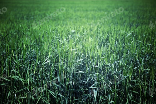 Preview: Grass On The Field, Detail From A Forest In The Mountains, Nature And Wildlife In The Area,